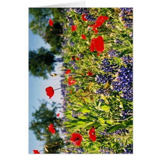 Field of Flowers Cards (Front)