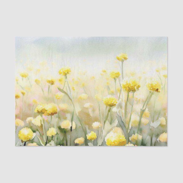 Field of Flowers-Craspedia (C) Watercolor  Tissue Paper (Front)