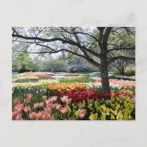 Field of flowers on a Spring morning Postcard