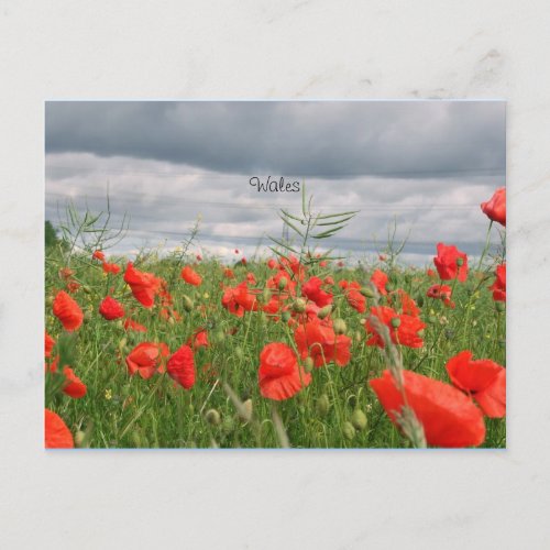 Field of Flowers Wales Postcard