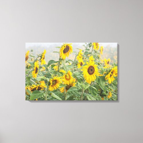 Field Of Giant Bright Yellow Sunflowers Canvas Print