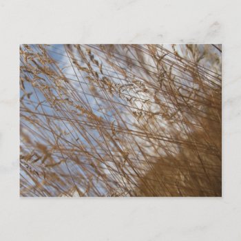 Field Of Gold Post Card by GetArtFACTORY at Zazzle