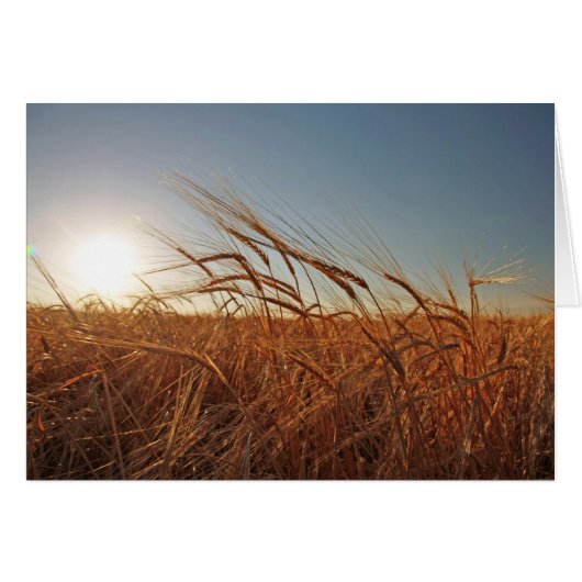 Field of Grain Cards (Front Horizontal)