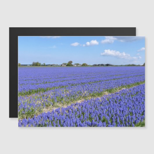 Field of Hyacinths (Front/Back)