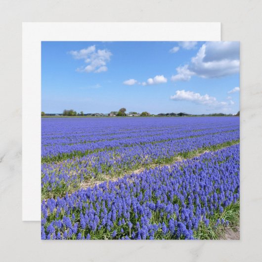 Field of Hyacinths (Front/Back)