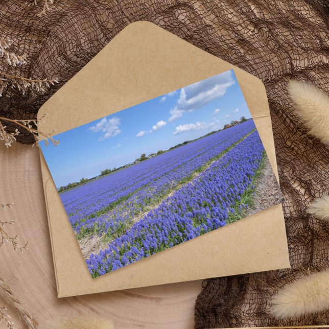 Field of Hyacinths Postcard (Creator Uploaded)