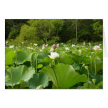 Field of Lotus Flowers Summer Garden
