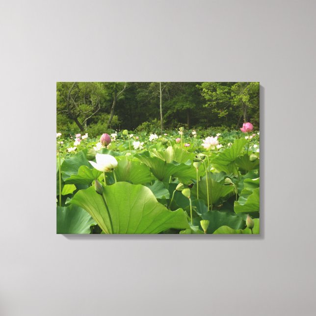 Field of Lotus Flowers Summer Garden Canvas Print (Front)