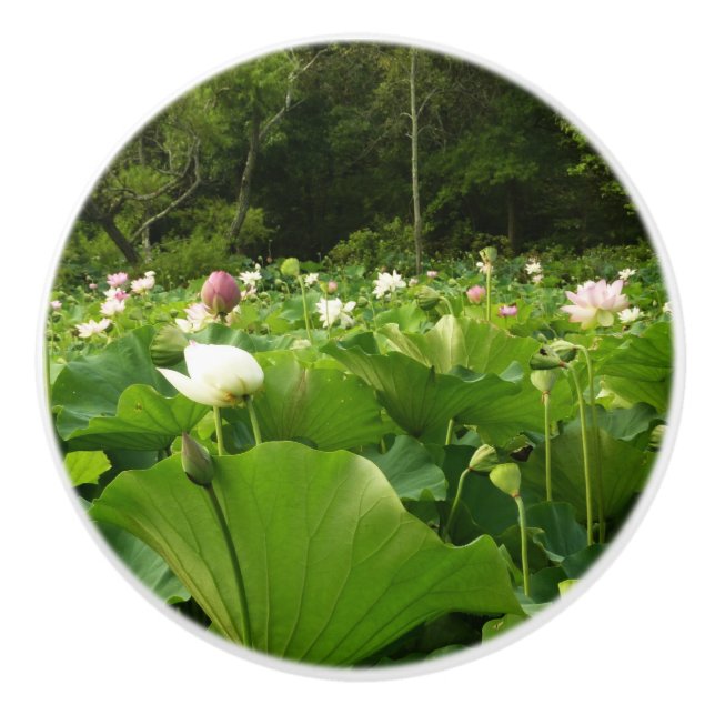 Field of Lotus Flowers Summer Garden Ceramic Knob (Front)