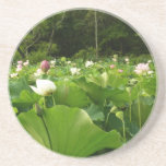 Field of Lotus Flowers Summer Garden Drink Coaster