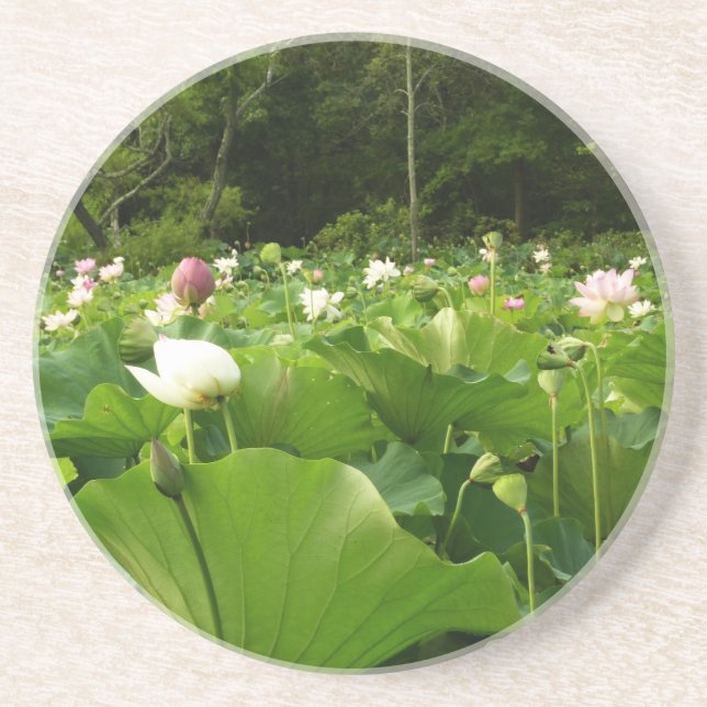 Field of Lotus Flowers Summer Garden Drink Coaster (Front)