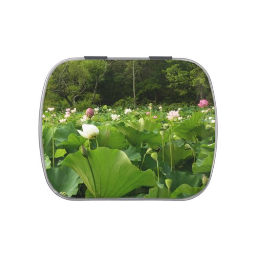 Field of Lotus Flowers Summer Garden Jelly Belly Tin (Top)