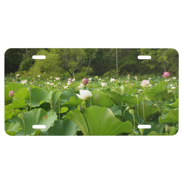 Field of Lotus Flowers Summer Garden License Plate (Front)