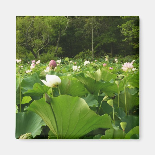 Field of Lotus Flowers Summer Garden Magnet (Front)