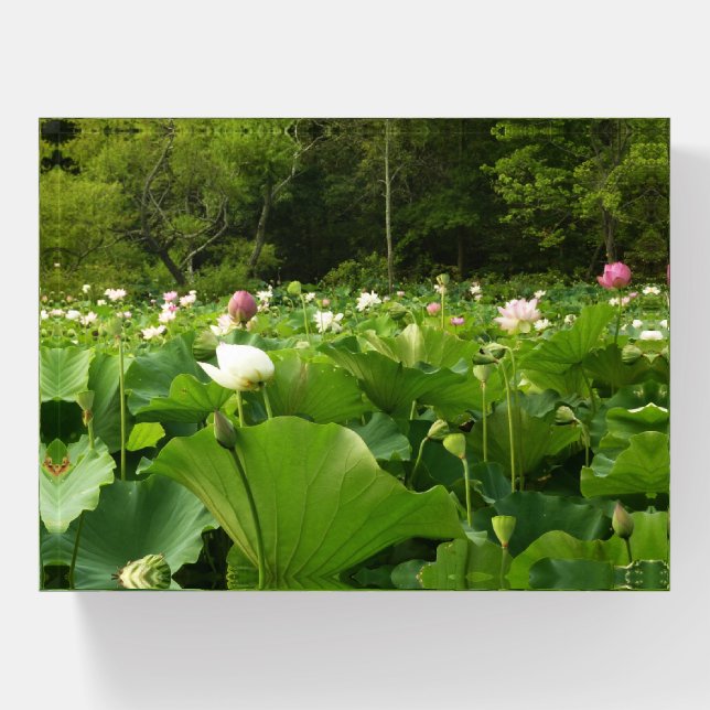 Field of Lotus Flowers Summer Garden Paperweight (Front)