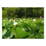 Field of Lotus Flowers Summer Garden Photo Print
