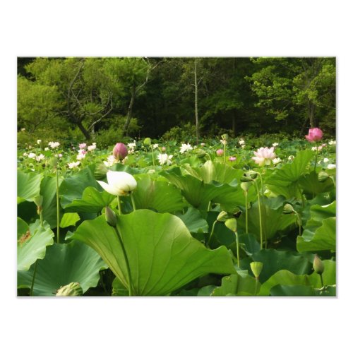 Field of Lotus Flowers Summer Garden Photo Print