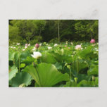 Field of Lotus Flowers Summer Garden Postcard