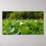 Field of Lotus Flowers Summer Garden Poster