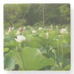 Field of Lotus Flowers Summer Garden Stone Coaster