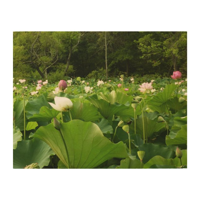 Field of Lotus Flowers Summer Garden Wood Wall Decor (Front)
