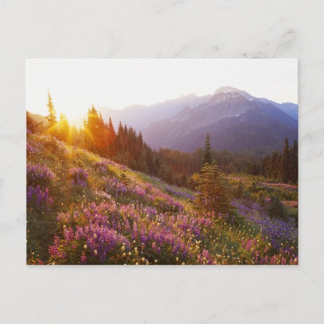 Field of lupine and Olympic Mountains at Postcard (Front)