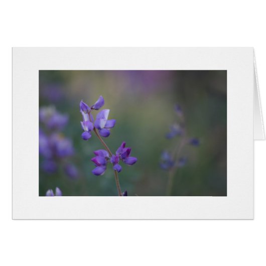 field of Lupine Cards (Front Horizontal)