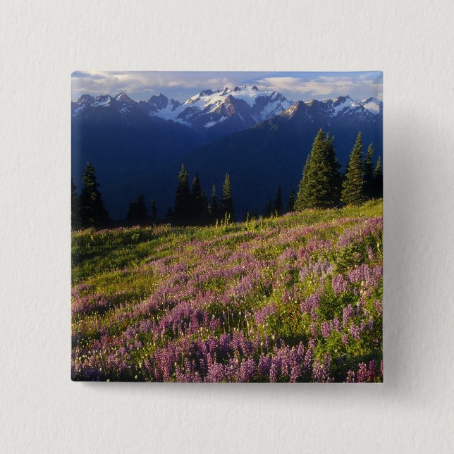 Field of lupine, Mt. Olympus, and clouds at Button (Front)