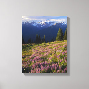 Field of lupine, Mt. Olympus, and clouds at Canvas Print