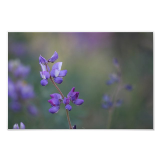 Field of Lupine Photo Print (Front)