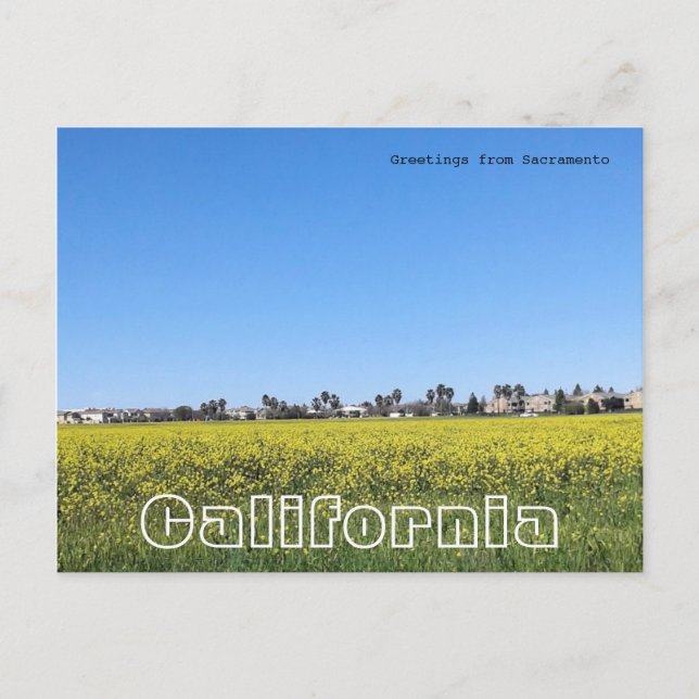Field of mustard flowers postcard (Front)