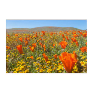 Field of Orange California Poppies  Acrylic Print