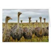 Field of Ostriches (Front Horizontal)