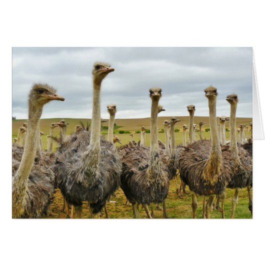 Field of Ostriches Cards (Front Horizontal)
