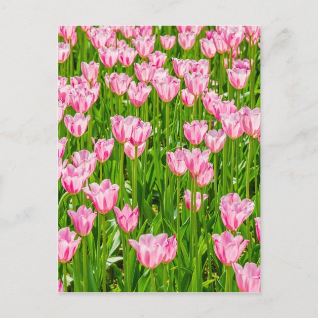 Field of pink tulip flowers postcard (Front)