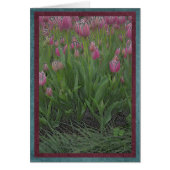 Field of pink tulips (Front)