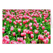 Field of Pink Tulips (Front Horizontal)