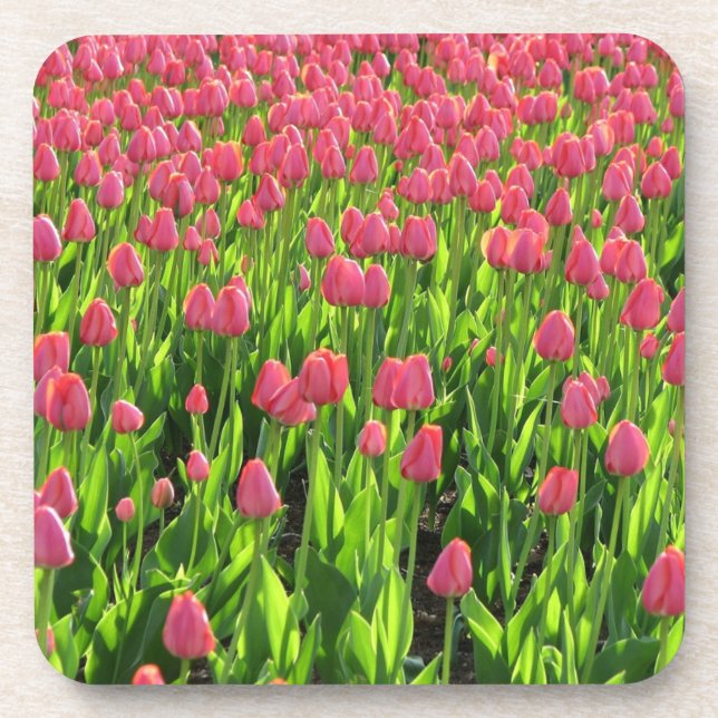 Field of Pink Tulips Beverage Coaster (Front)