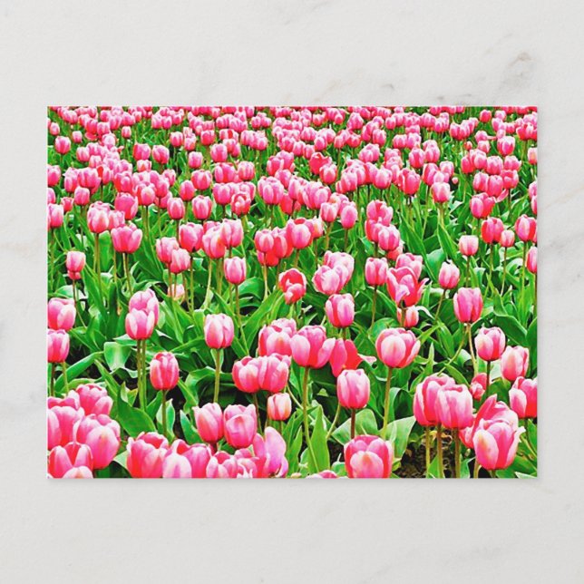 Field of Pink Tulips Postcard (Front)
