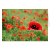 Field of Poppies (Front Horizontal)
