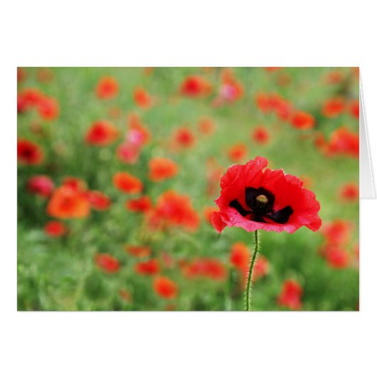 Field of Poppies Cards (Front Horizontal)