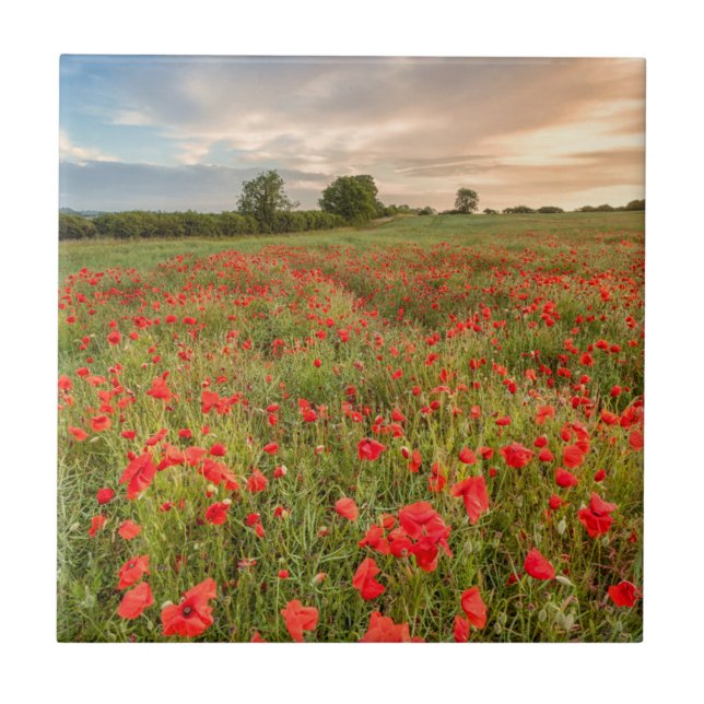 Field of Poppies Ceramic Tile (Front)