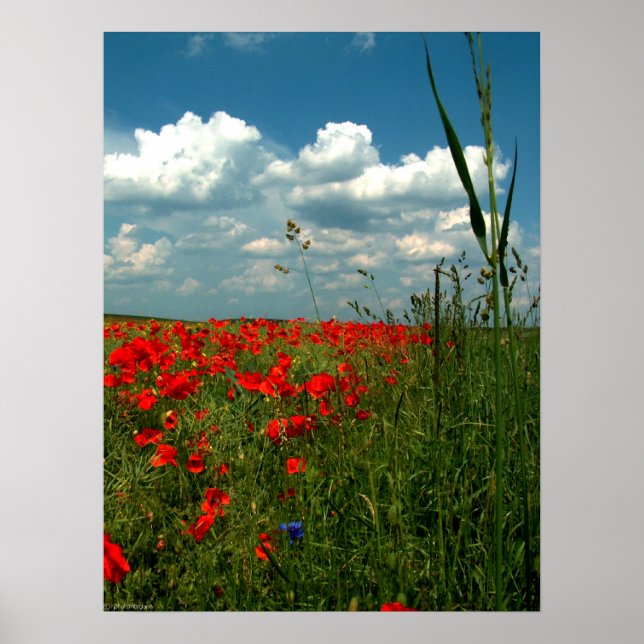 Field of poppies II Poster (Front)