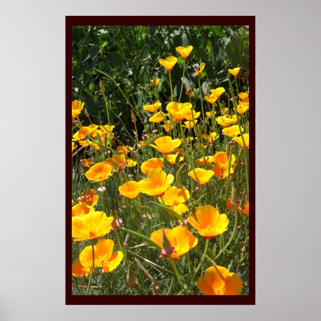 Field of Poppies Large Posters  and Prints (Front)