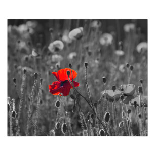 Field of Poppies Photo Print