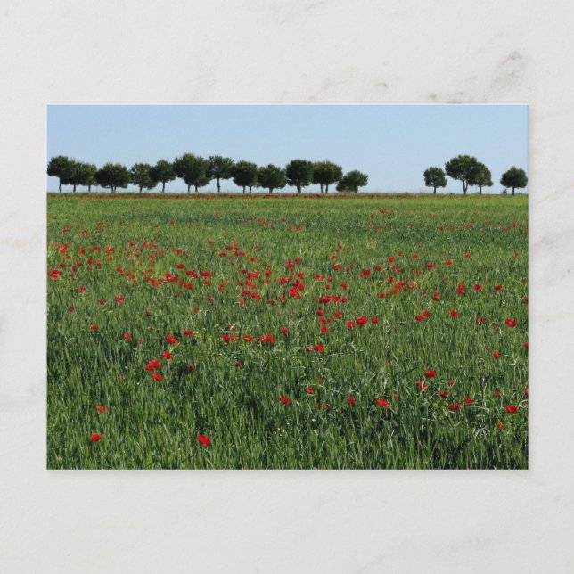 Field of Poppies Postcard (Front)