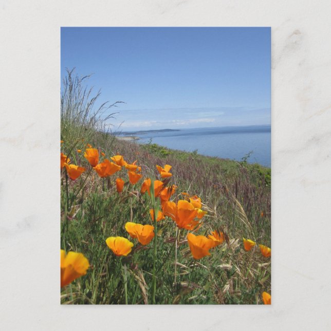 Field of Poppies Postcard (Front)