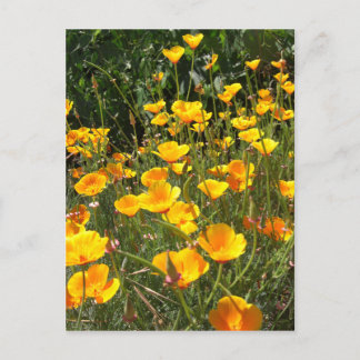Field of Poppies Postcard