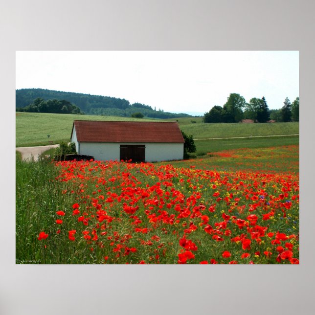 Field of poppies poster (Front)