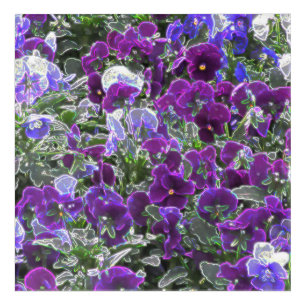 Field Of Purple Flowers 8420 Pansies Acrylic Print